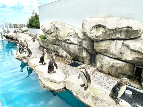 水辺のペンギンたちの日常