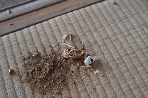 畳の上の小さな骸