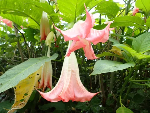 ふわりと揺れる薄紅色の花