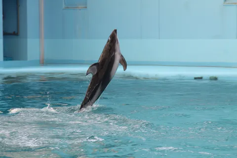 水面を割るイルカの瞬間