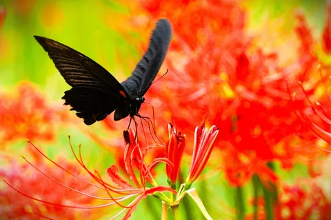 黒蝶と鮮やかな花の舞