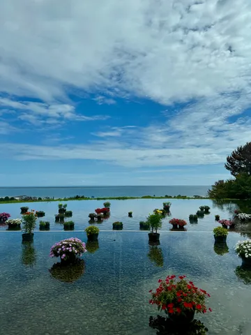 水面に浮かぶ花の記憶