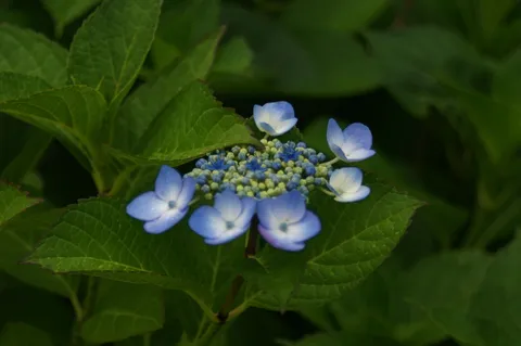 青い紫陽花、雨粒の宝石