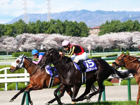 春の爆走、桜と電線