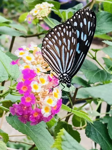 色鮮やかな花の上の蝶
