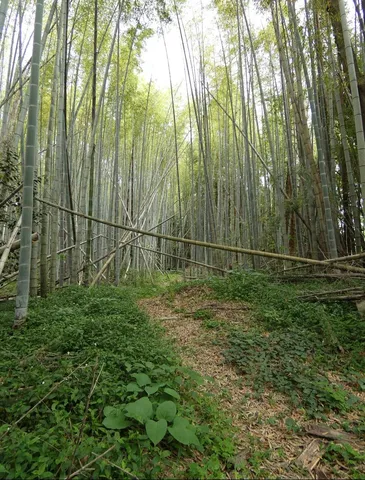 緑深き竹林の小道
