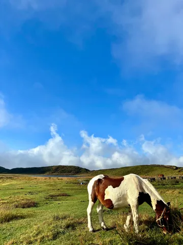 風が駆け抜ける大草原の馬