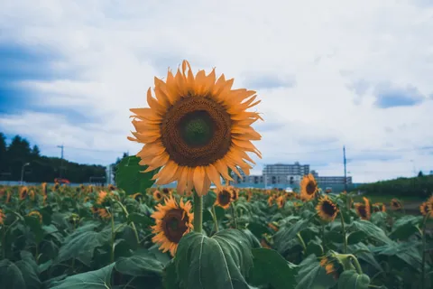 ひまわり畑のセンター争い