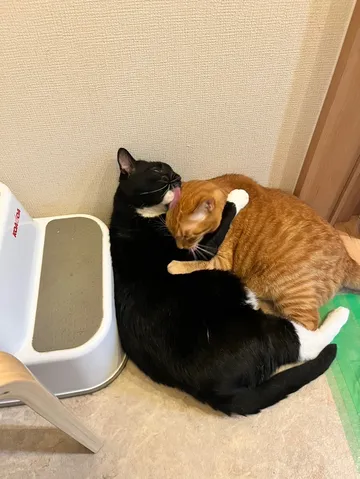 ぴったり寄り添う猫たち