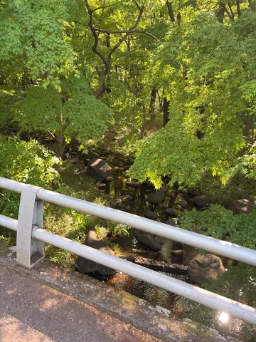 新緑きらめく森の小川