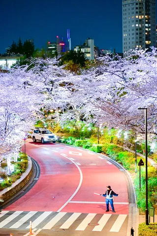 夜を彩る桜と赤い道