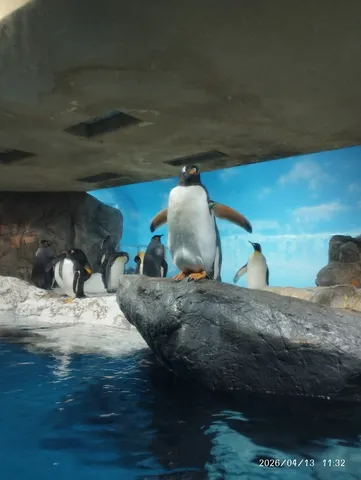 氷原を歩むペンギンたち