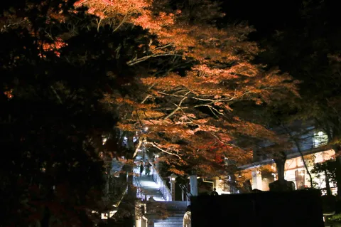 灯に照らされる紅葉の小径