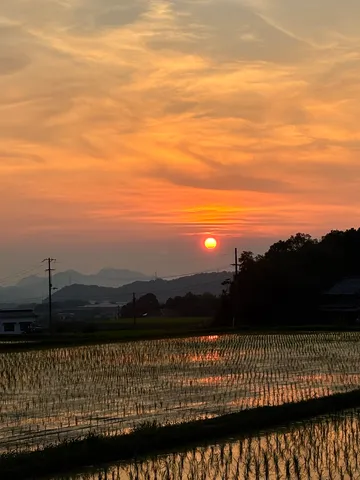 黄金色の棚田、夕暮れの叙情詩