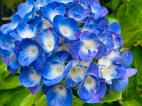 青い紫陽花、鮮やかに咲く