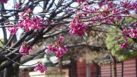 淡き桜色の春の訪れ