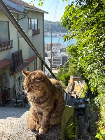 坂の途中、猫のひととき