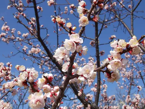 春を告げる、生命の息吹