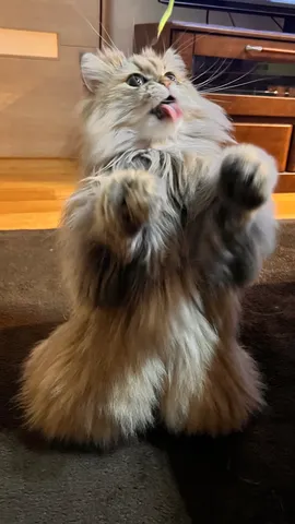 ふわもこ猫の遊び時間