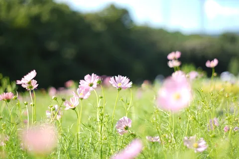 風に揺れる春の花畑