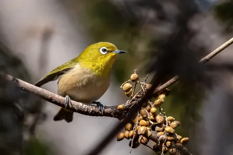 枝に憩う光の鳥