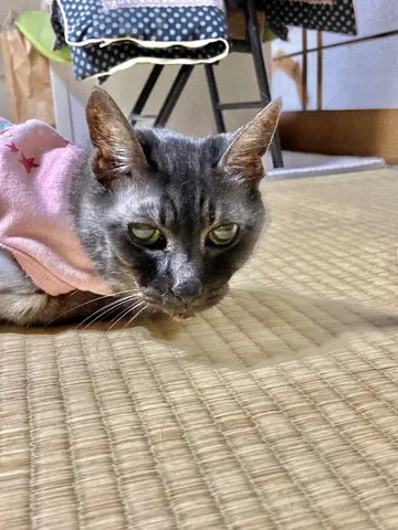 クールな顔でこちらを睨む猫