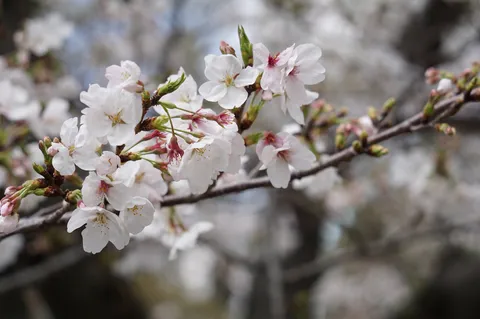 春の訪れ、桜の繊細な美しさ