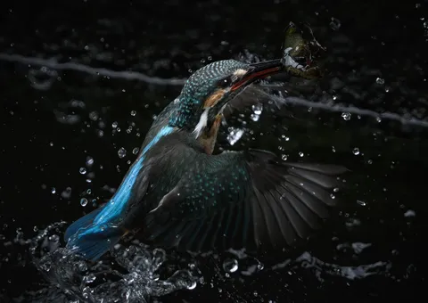 水しぶきを掴む、瞬間芸術