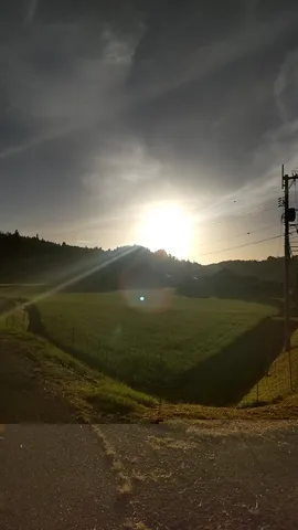 黄金の光が包む田園風景