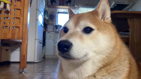 見つめる柴犬の日常