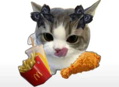 おやつを狙う猫の午後