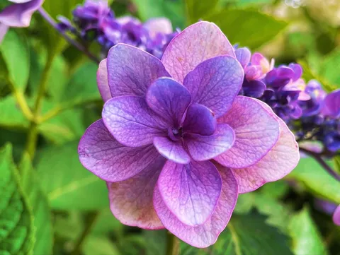 紫陽花の神秘的なグラデーション