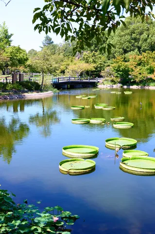 水面に映える夏の庭園