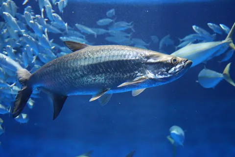 悠然と泳ぐ大物、群れとの邂逅