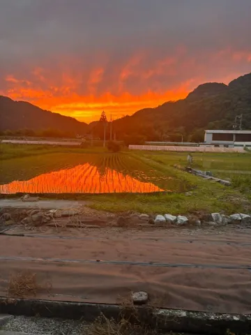 燃える空と田んぼの反射