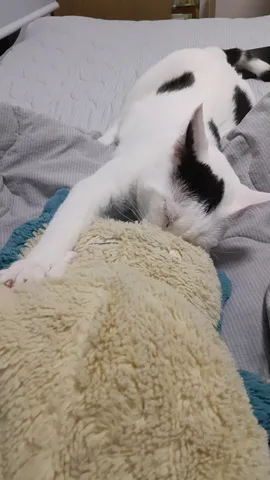 毛糸のぬいぐるみと猫、夢の中？