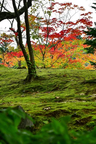 紅葉と苔、色の競演