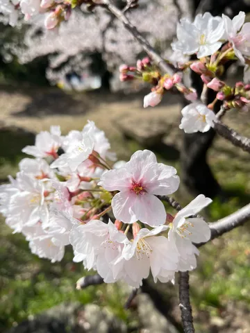 春の訪れ、桜の蕾