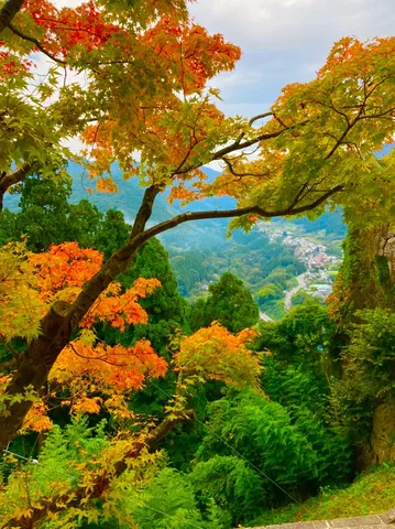 木々がドヤ顔で見せる絶景