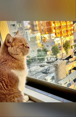 窓から見つめる街と夕日