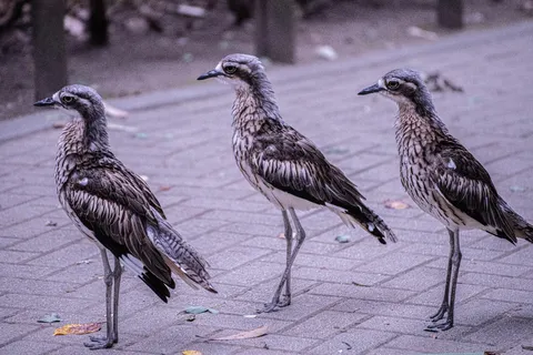 鳥の三銃士、並んでポーズ！