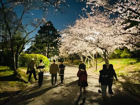 夜桜に誘われる小径