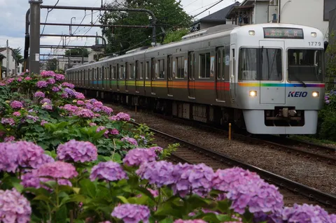アジサイ越しの急行電車、色彩の対比