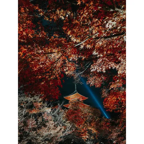燃える紅葉と古刹の輝き