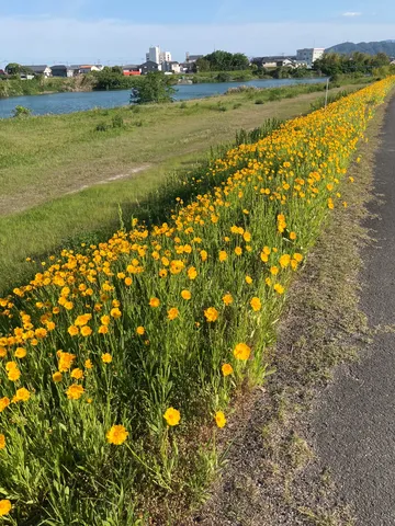 堤防を彩る黄色の絨毯