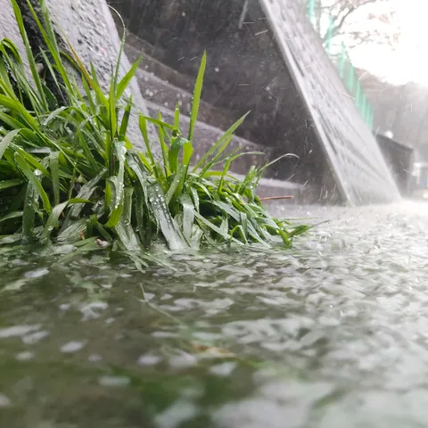 雨の草むらに光る滴