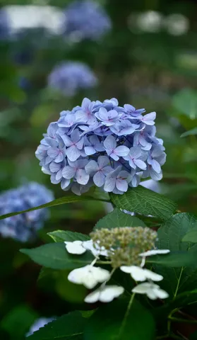 日比谷公園の紫陽花