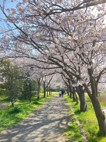 光と花のアーチ道