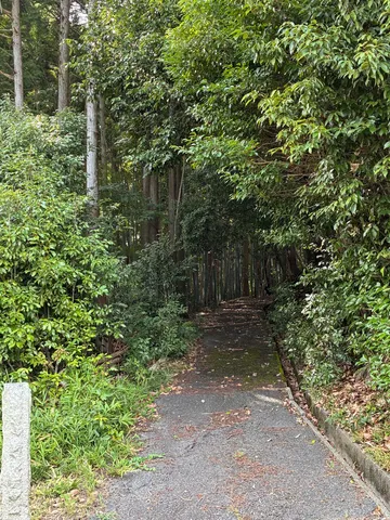 静寂の小道、緑深き誘い