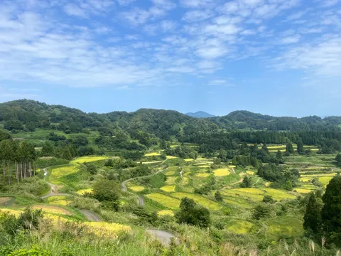 黄の段丘に広がる風景